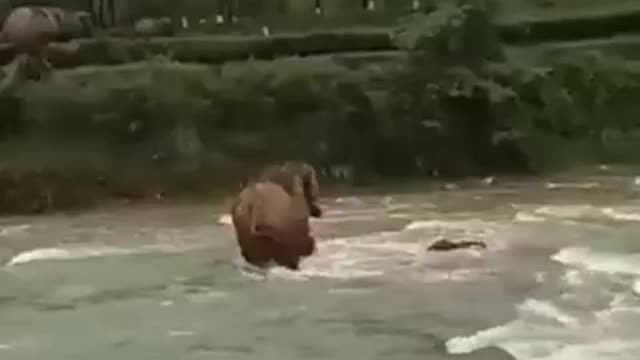 The Elephant Rushed To Save Her Child