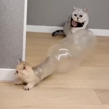 Funny cats and dog.animal