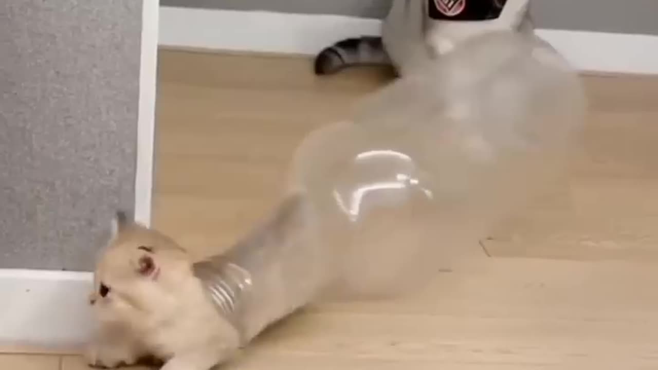 Funny cats and dog.animal