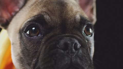 Watch How Beautiful Eyes This Puppy Has - Delightful Eyes!