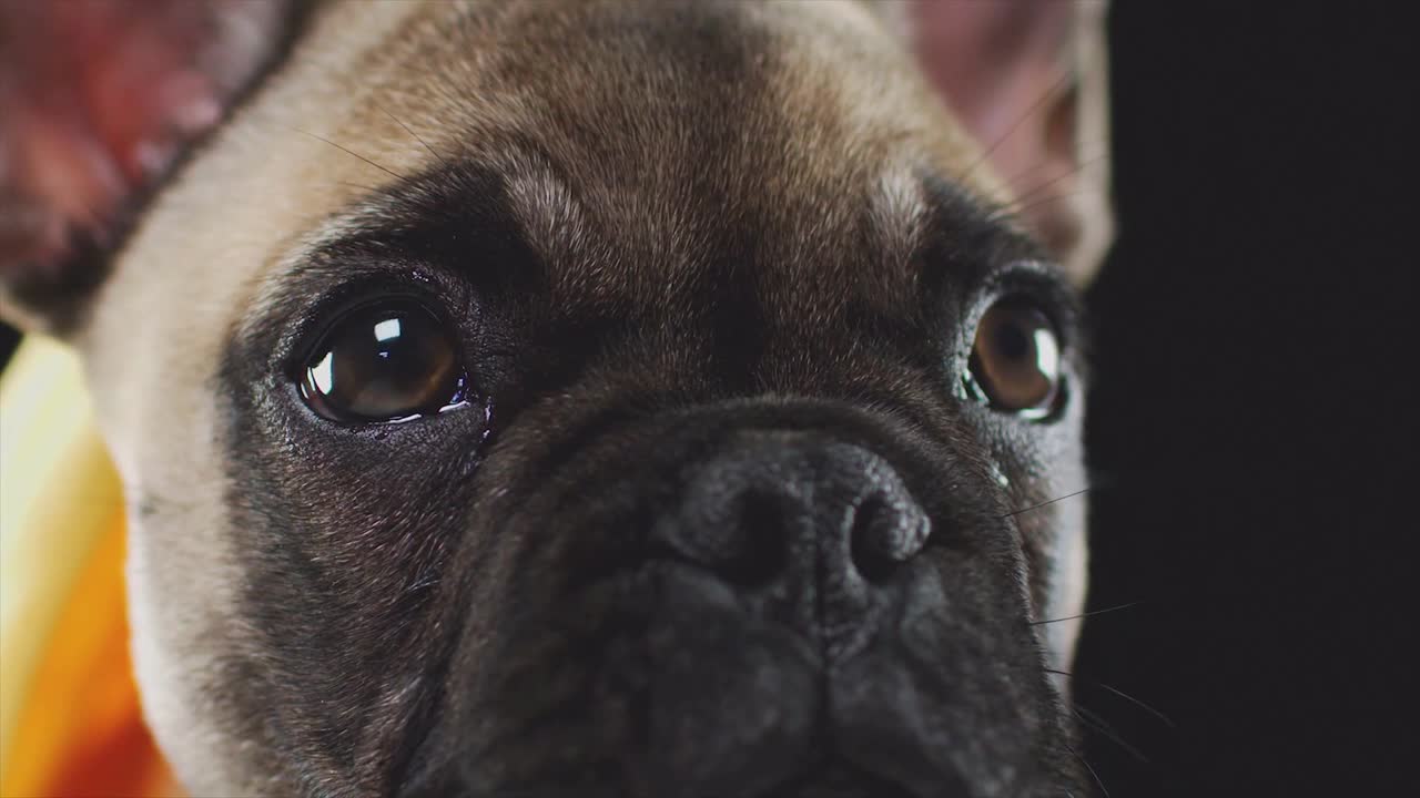 Watch How Beautiful Eyes This Puppy Has - Delightful Eyes!