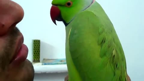 ConversationwithmyparrotWorldsbestBird