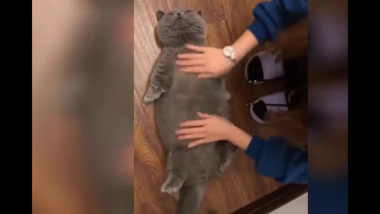 cat who loves massages