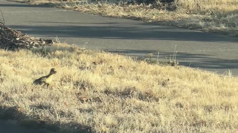 Biker Rescues 10 Baby Ducks Stuck on the Road