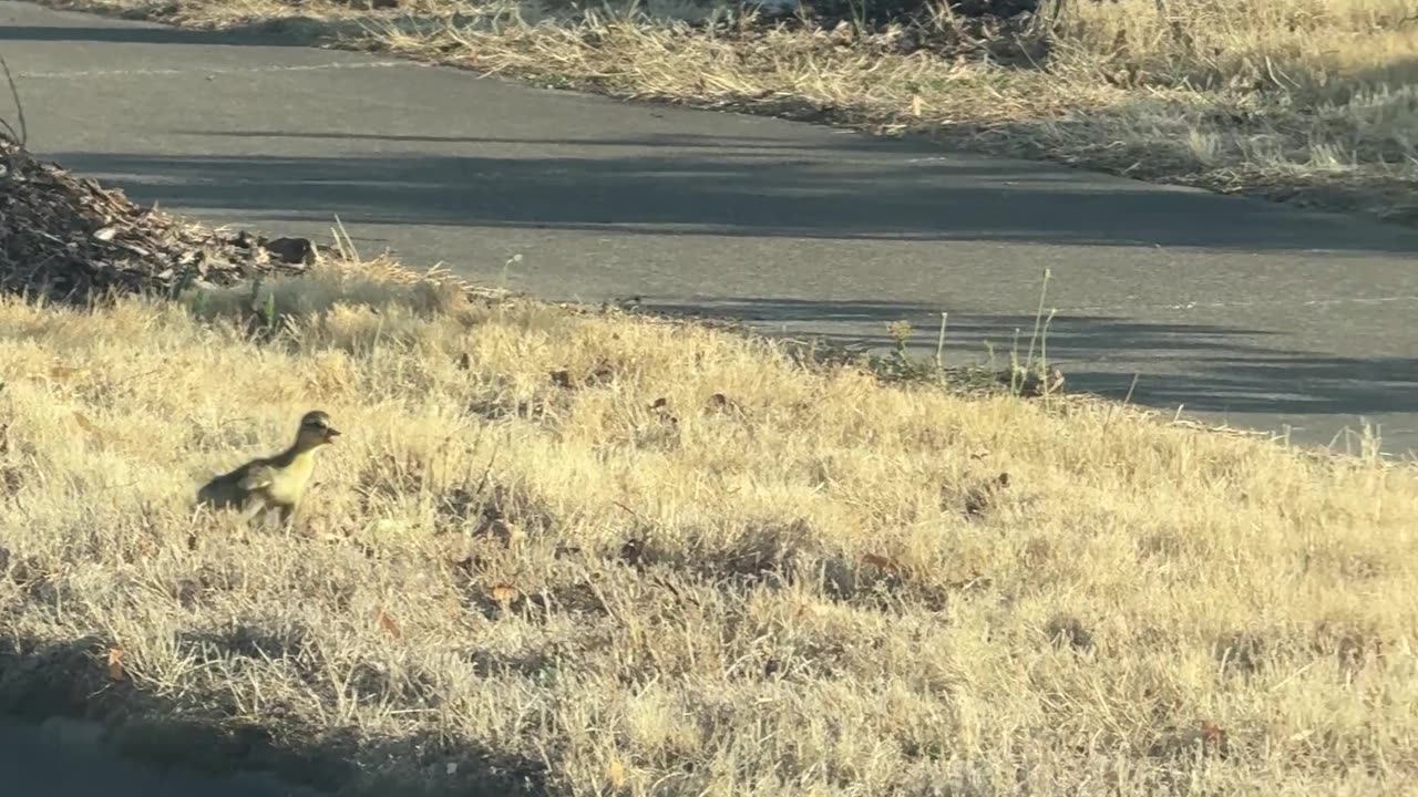 Biker Rescues 10 Baby Ducks Stuck on the Road