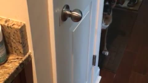 Dog waits while food is made