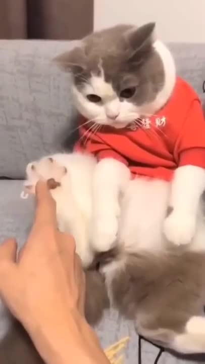 .cute and funny cat shorts❤#shorts #cat #cutecat