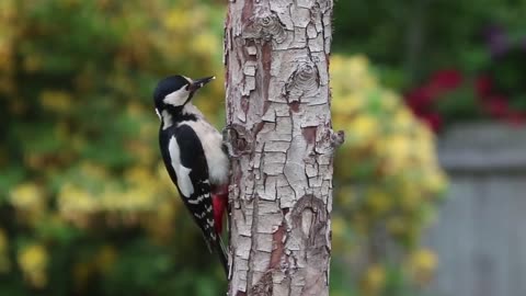 Wood pickers drumming with their beaks