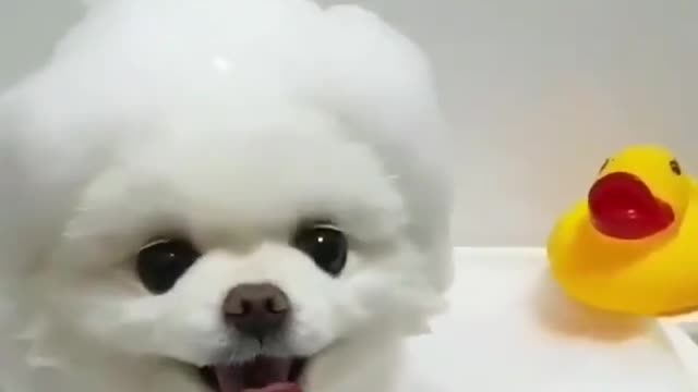 Funny puppy dog video - 2022