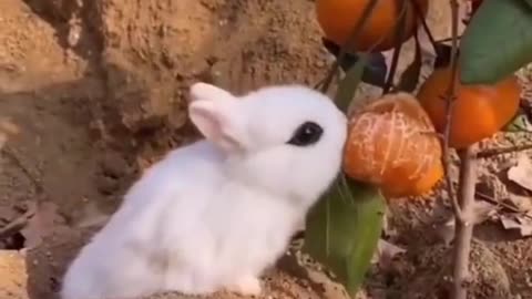 Best Funny Animal Videos of the year (2021), funniest animals ever. relax with cute animals