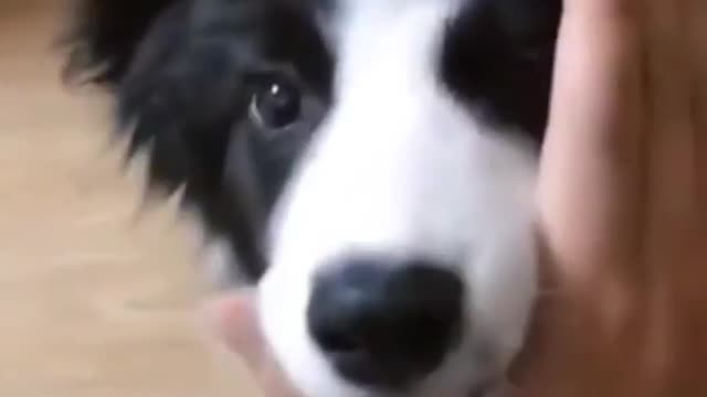 Top Funny Cute Dog Videos and TIKTOK Compilation