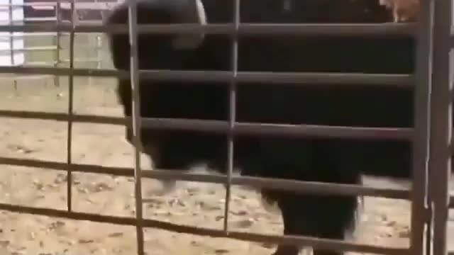 Buffalo drops the fence to catch the dog