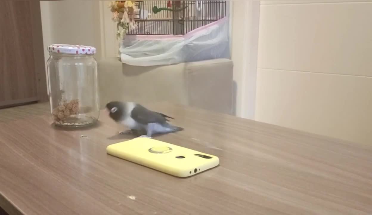 Parrot playing with mobile and dancing