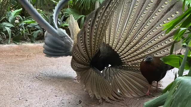 Female Pheasant Not Impressed by Mating Dance