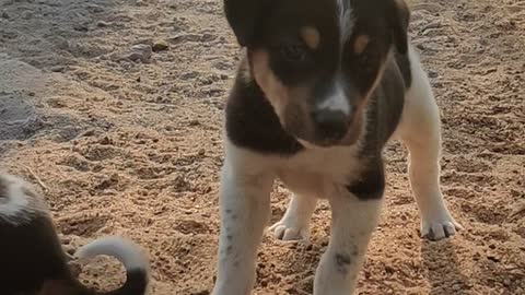 Super Cute Little Pupps With Her Mom