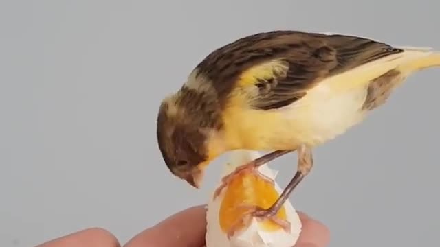 Poor bird hungry