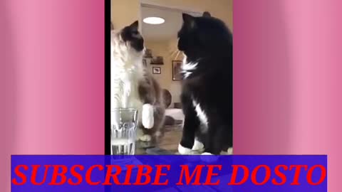 Rumble/funny cat video,viral video on rumble