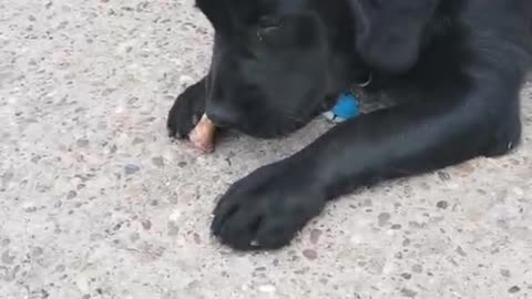 Labrador retriever
