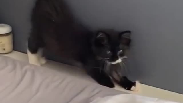 funny cat