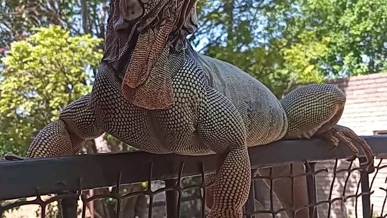 Beautiful Green Iguana On Top Of The World!