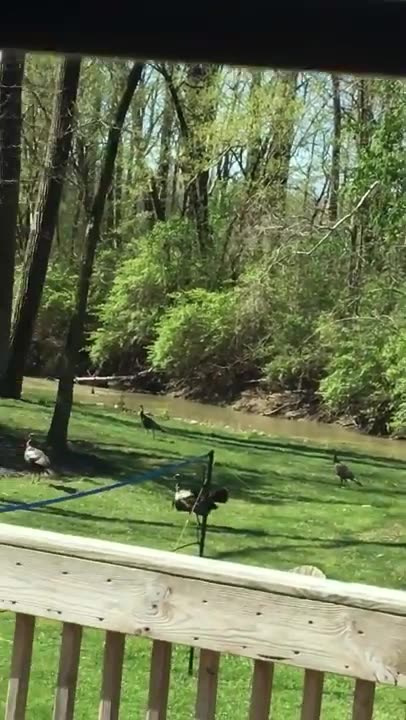 April 21, 2019 - Turkeys in a Yard in Avon, Indiana