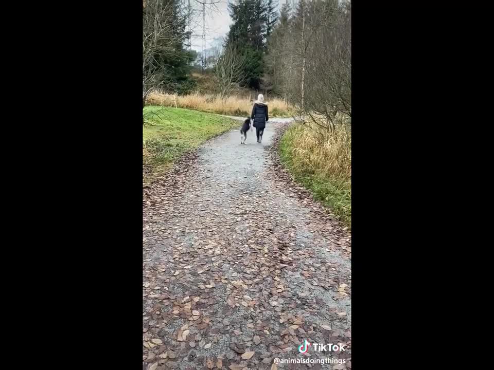 Cats and dogs funny Video