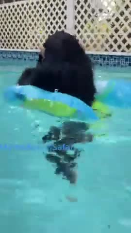 Watch the pets and their beauty 😍 😘