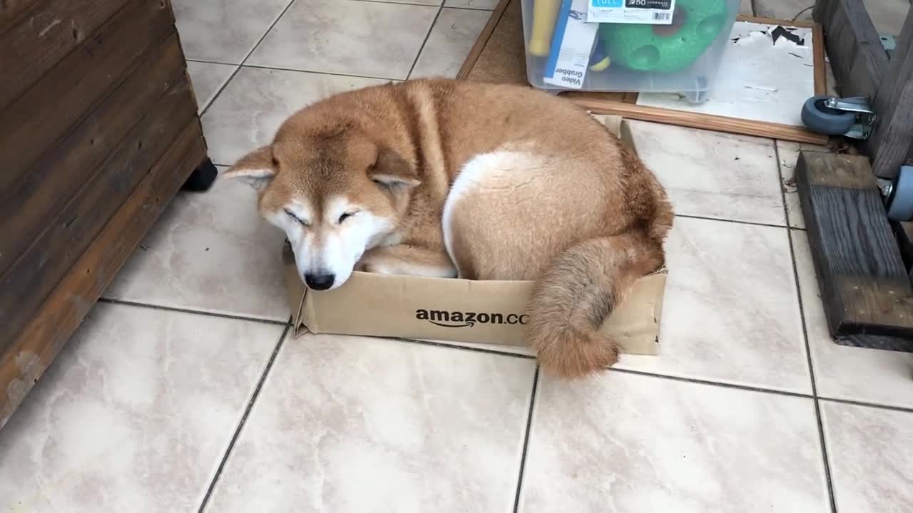 Cute Shiba Inu Dog Sleeping in the Amazon Box!