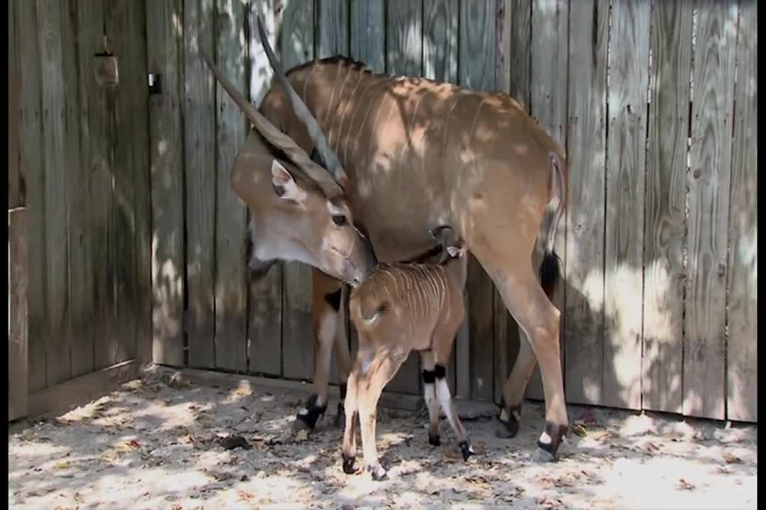 The Houston Zoo welcomes the arrival of a baby giant eland on October 11.