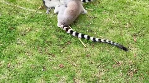 The lemur