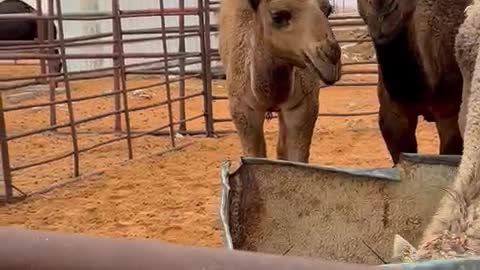 Camel in winter