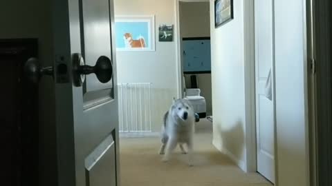 Hungry husky alarm clock