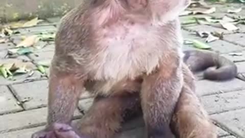 CAUTION!! VERY FUNNY ANIMAL APE VIDEO PLAYS WITH LIGHTER AND BURNS HIS NUTS 😂😂