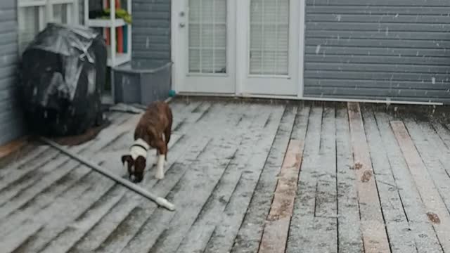 Dog(boxer) first snow