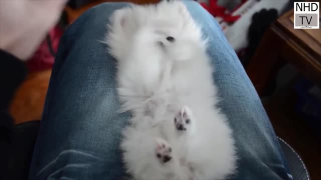 Cute dog