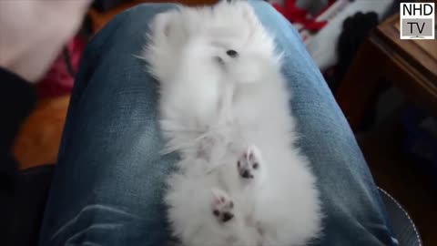 Cute dog
