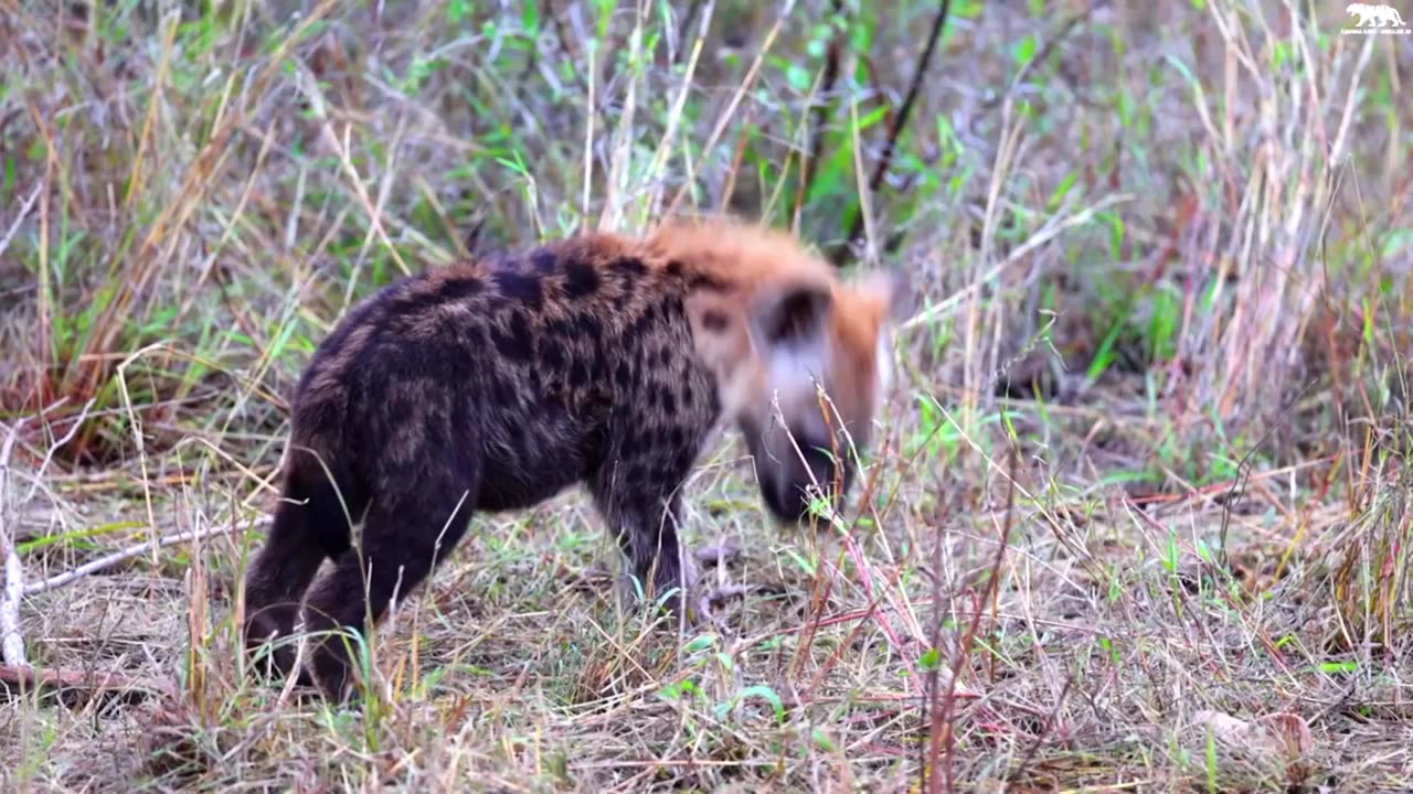 Funny animal videos Cute animal videos Funny dog videos Funny cat videos Animal