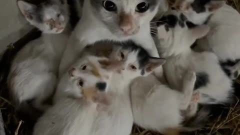 Some kittens pretend to be adults to fall in love with us