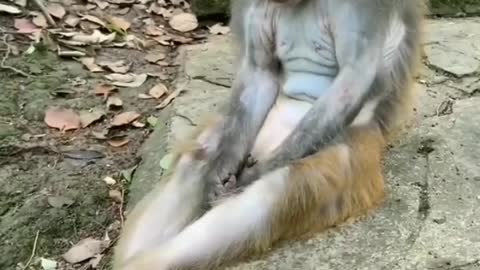 Female monky fail in love