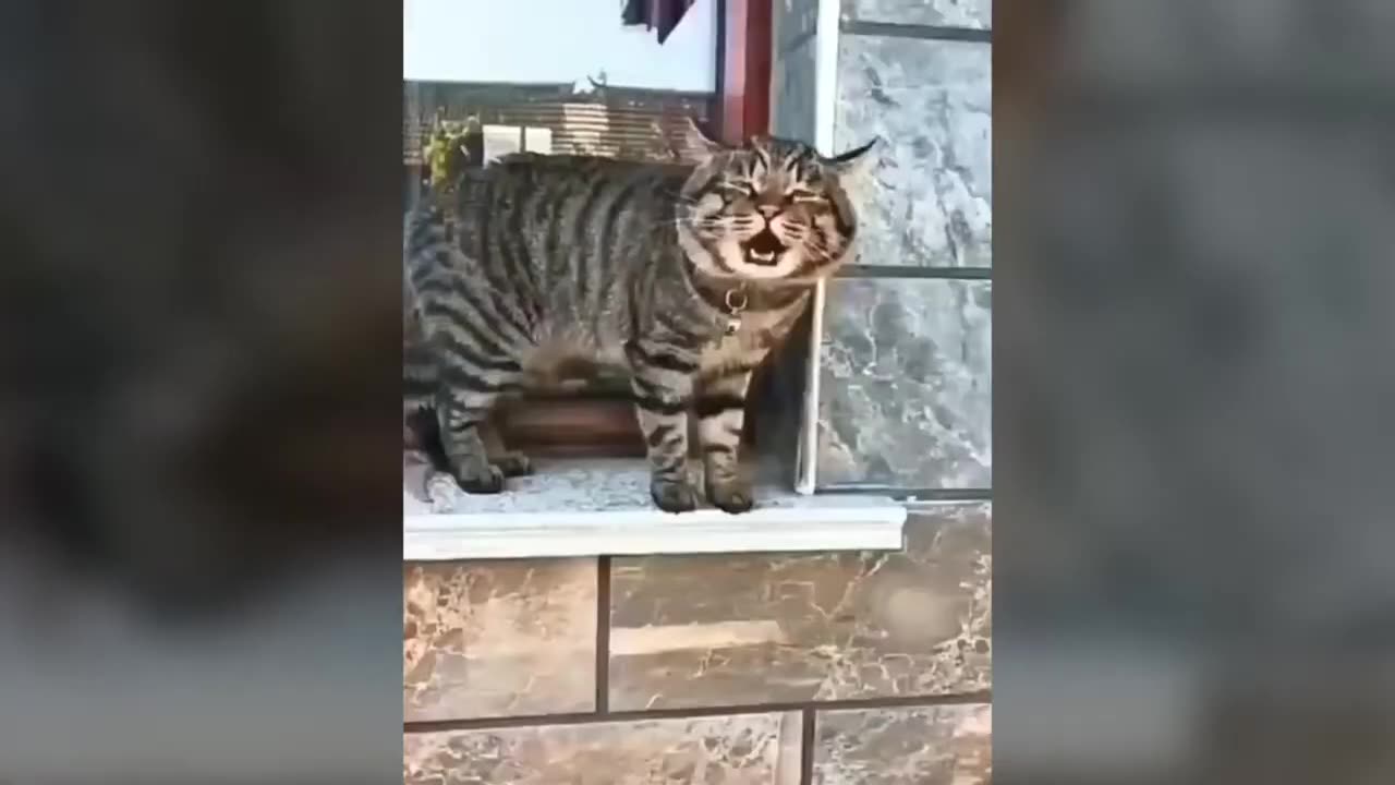 Funny talking cats