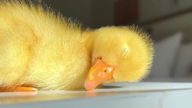 Sleepy day 😄🦆