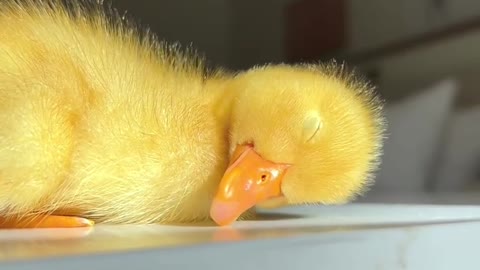 Sleepy day 😄🦆