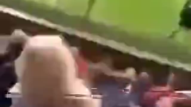 the best funny video happenings