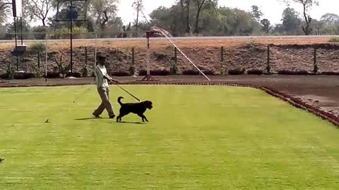 Dog Training Video