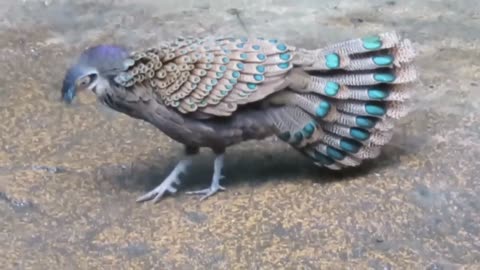 A Beautiful Bird