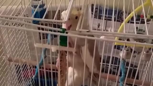 Parrot try from freedom