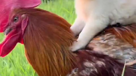 Puppy wants a cock ride.....😃😄