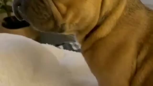 Lazy dog sleeps all day . Funny clip