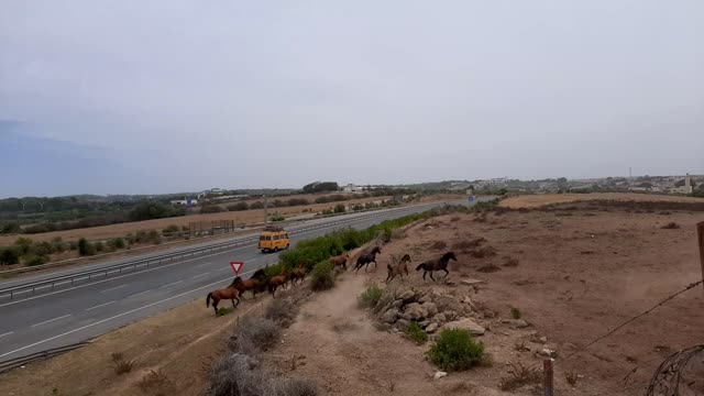 Watch the horses on the highway