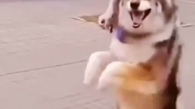 Cute and funny dog vedio compilation